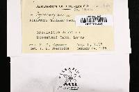 Tyromyces chioneus image