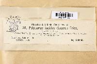 Ganoderma lucidum image