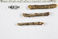 Peniophora cinerea image