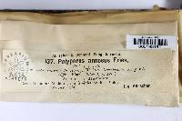 Heterobasidion annosum image