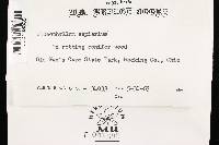 Gloeophyllum sepiarium image