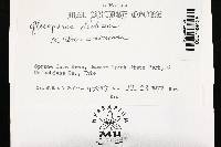 Gloeoporus dichrous image