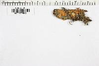 Corticium ceraceum image