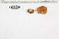 Hohenbuehelia atrocoerulea image