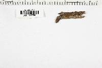 Dacrymyces stillatus image