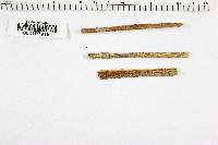 Phialea dearnessii image