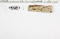 Exidiopsis calcea image