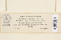 Lachnum rehmii image