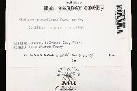 Sistotrema confluens image