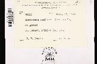 Sistotrema confluens image