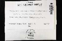 Thumbnail image of current specimen