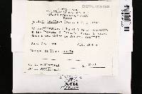 Cortinarius caperatus image