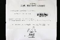 Trichaptum abietinum image