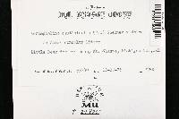 Xeromphalina cauticinalis image