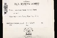 Tremellodendron tenax image