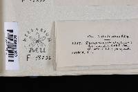 Tympanis viticola image