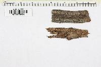 Tympanis viticola image