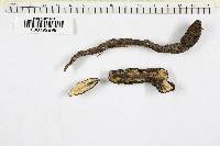 Xylaria polymorpha image