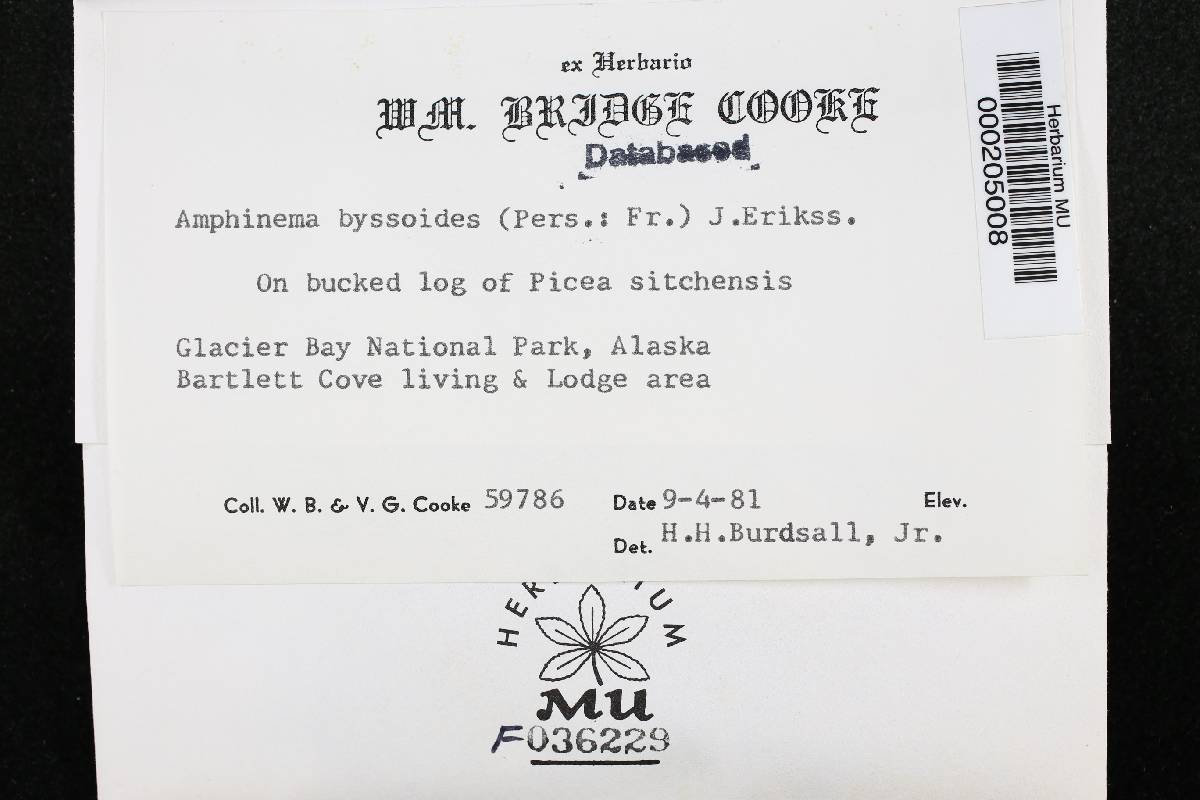 Amphinema byssoides image