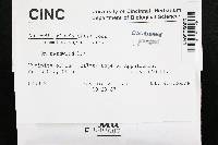 Antrodia albida image