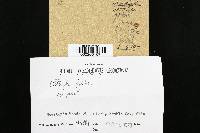 Clitocybe gibba image