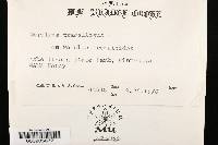 Merulius tremellosus image