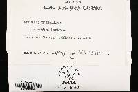 Merulius tremellosus image