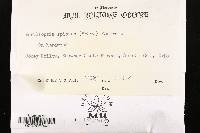 Ceriporia spissa image