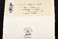 Mollisia caesia image