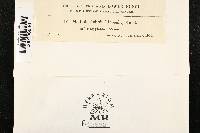 Mollisia dehnii image