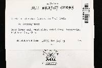 Trametes hirsuta image