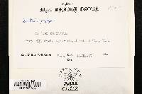 Nectria peziza image