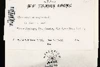 Gloeophyllum sepiarium image