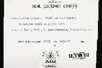 Gloeophyllum sepiarium image