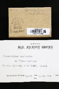 Gloeophyllum sepiarium image