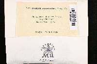 Phellinus conchatus image