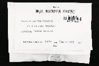 Fomes ellisianus image