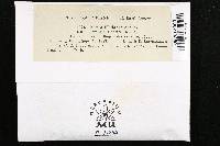 Fomes ellisianus image