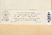 Hymenoscyphus fructigenus image