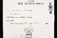 Gloeoporus dichrous image