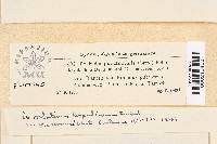 Calycellina populina image