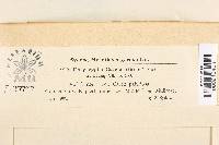 Lachnum caricis image