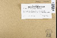 Fomitopsis officinalis image