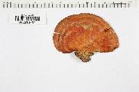 Pycnoporus sanguineus image