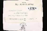 Fomitopsis cajanderi image