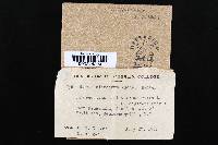 Hydnochaete olivacea image