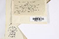 Inonotus andersonii image