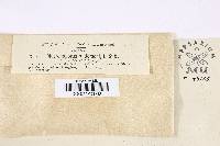 Inonotus andersonii image