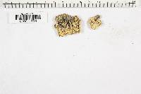 Polyporus cryptopus image