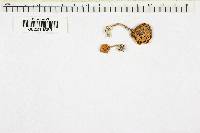 Cystodermella granulosa image